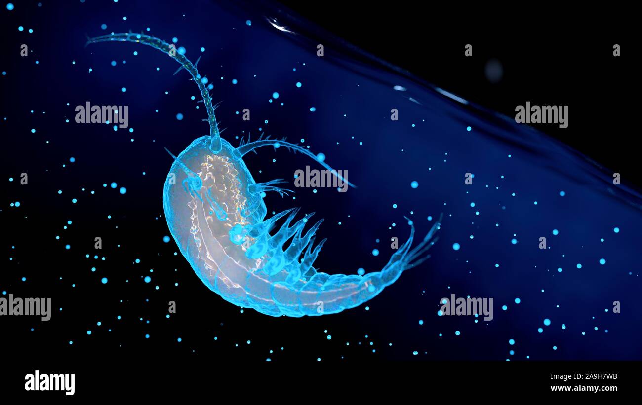 Le plancton, illustration Banque D'Images