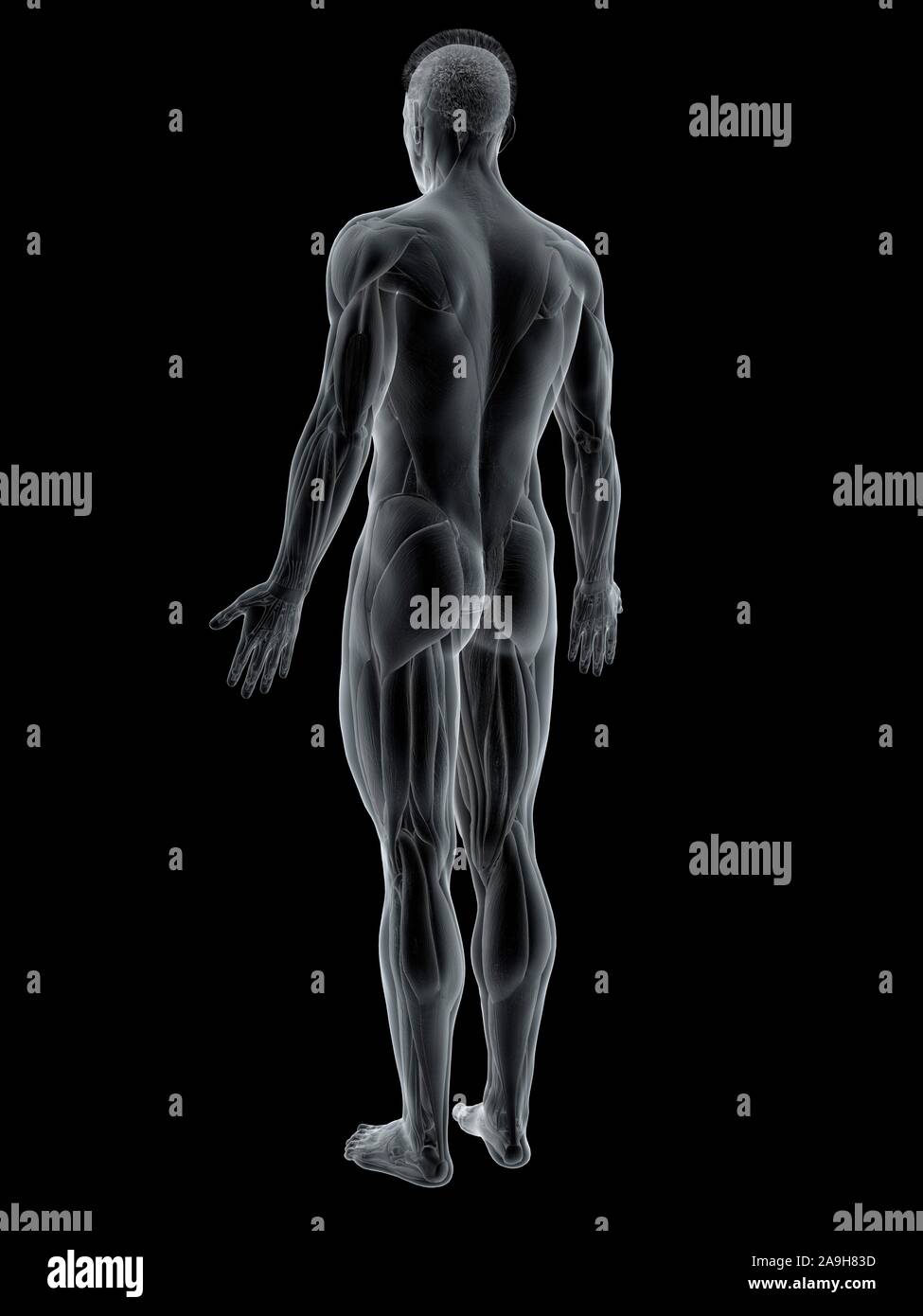anatomie-muscle-fond-noir-banque-de-photographies-et-d-images-haute