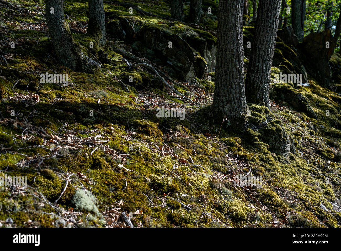 La randonnée sur sentier rheinsteig dans la vallée du Rhin moyen, Allemagne Banque D'Images