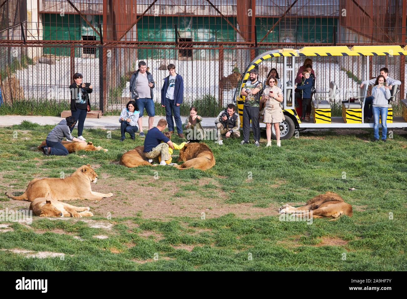Belogorsk, Crimée, la Russie, le 03 mai, 2019 : les touristes de prendre des photos avec les lions à l'intérieur d'une grande cage dans le Parc des Lions Taigan Banque D'Images