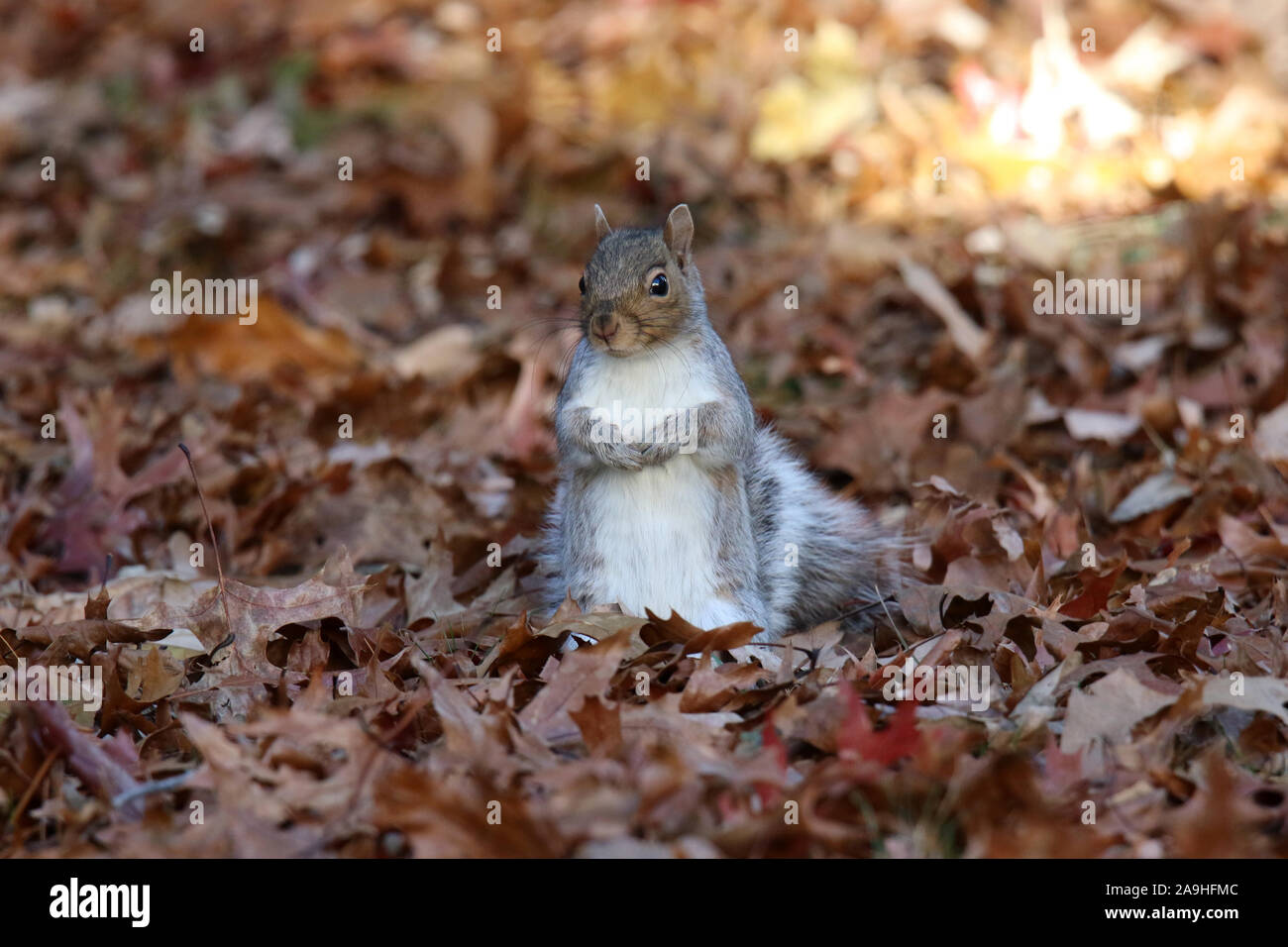 L'Écureuil gris de l'automne à la recherche de nourriture dans les feuilles mortes Banque D'Images