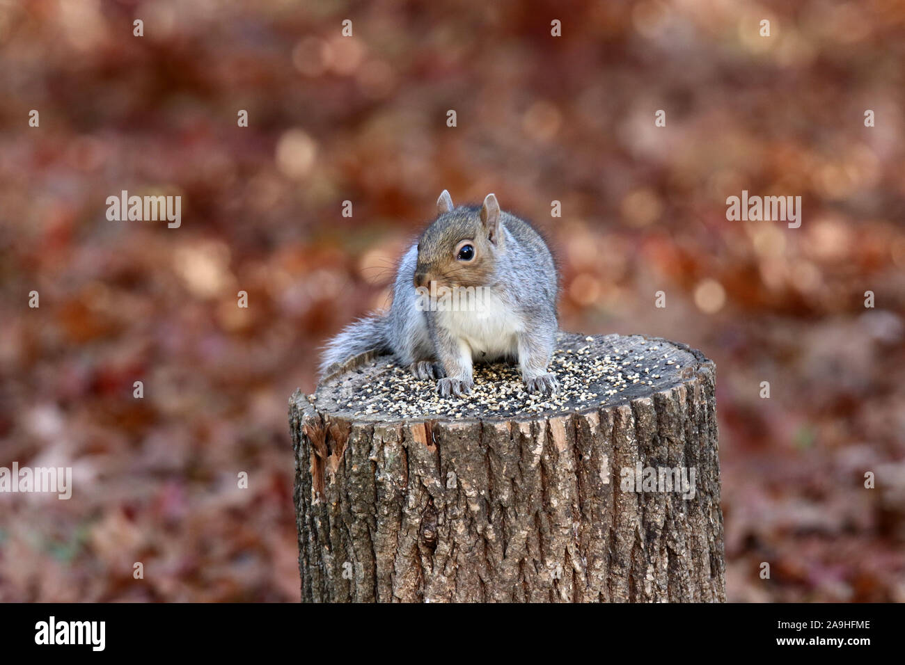 L'Écureuil gris de l'automne à la recherche de nourriture dans les feuilles mortes Banque D'Images