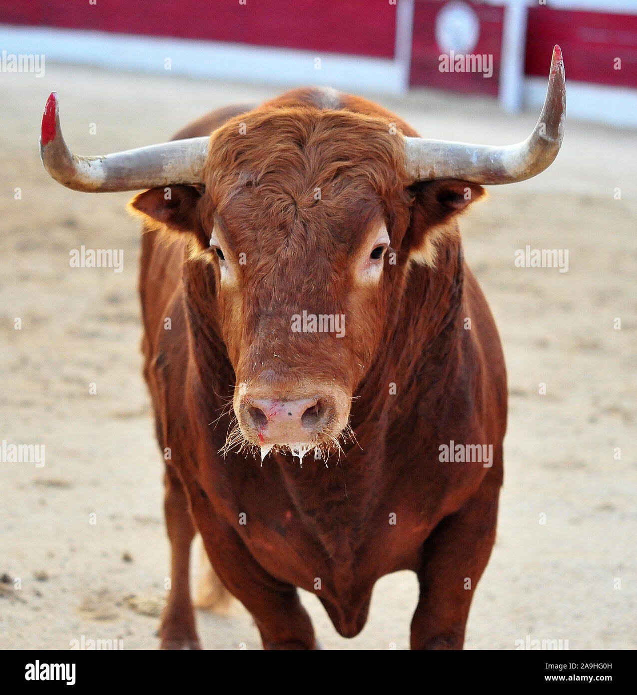 Forte et en colère bull en espagne Banque D'Images