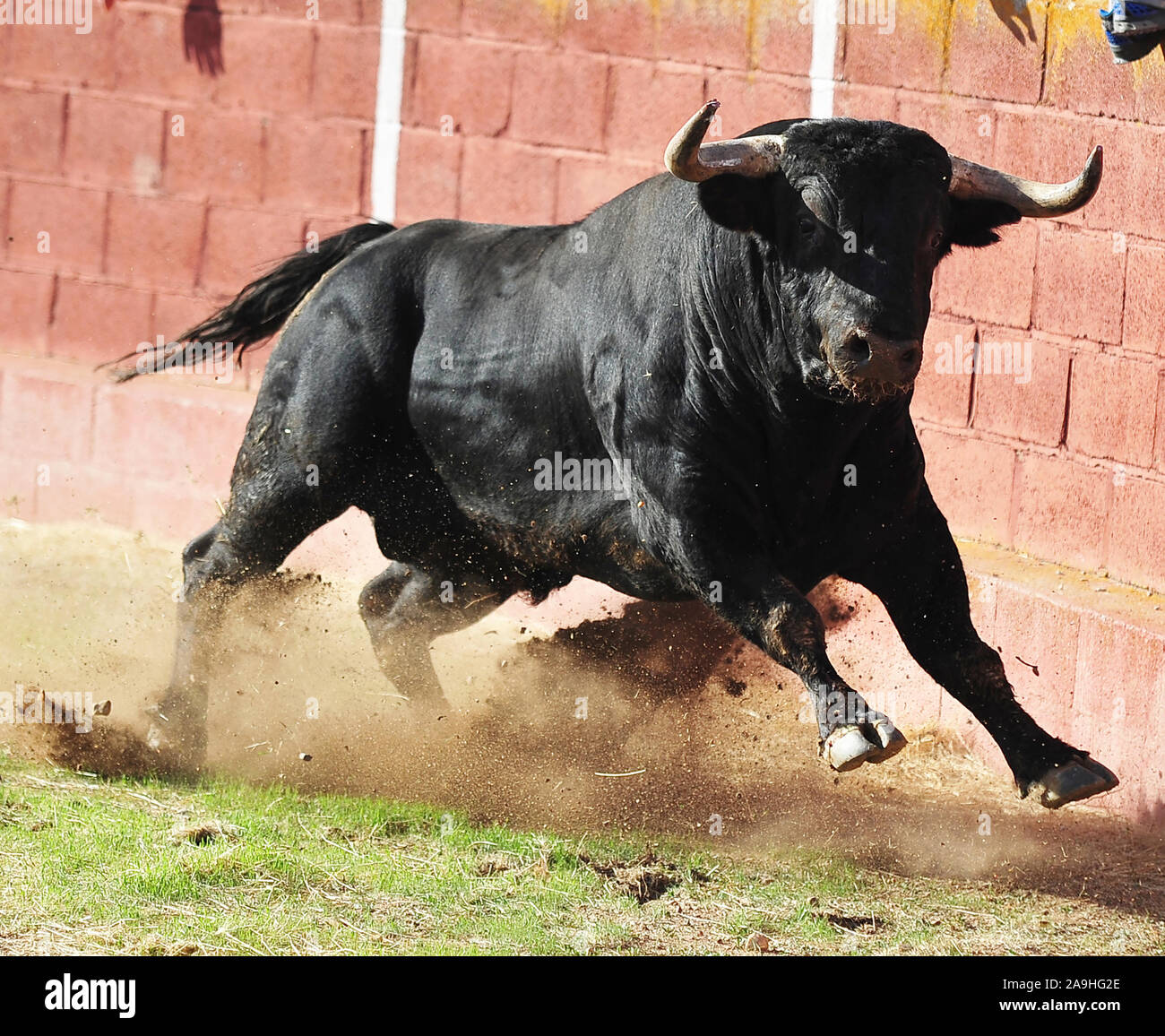 Forte et en colère bull en espagne Photo Stock - Alamy