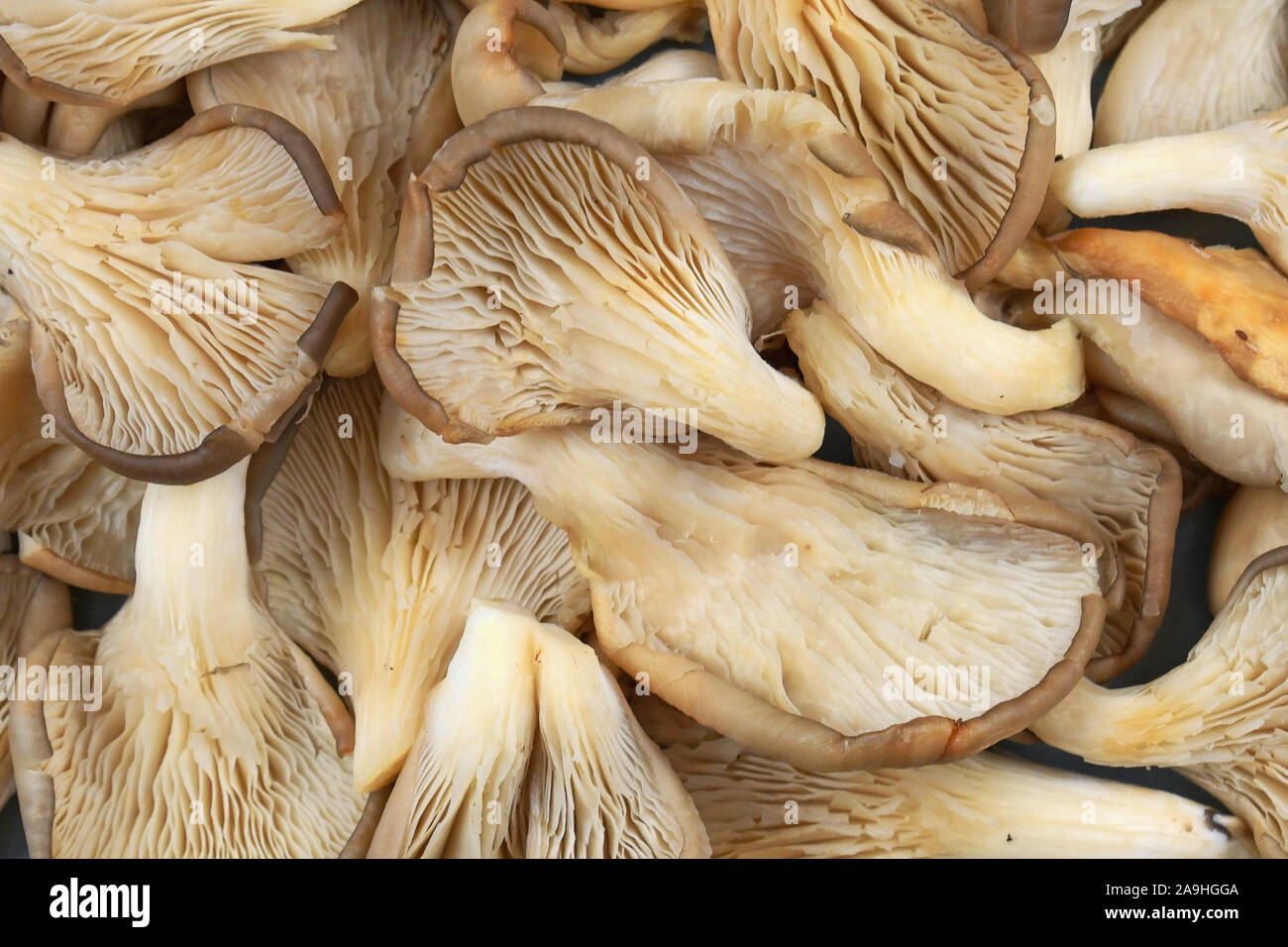 Vue de dessus de 'Pleurotus ostreatus pleurote' Banque D'Images