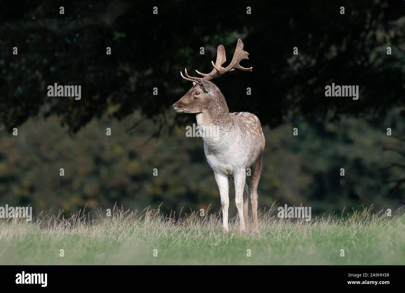 Un cerf daim solitaire se trouve en face d'un bois. Il fait face à la gauche et sur son cou sont de blessures de combats Banque D'Images