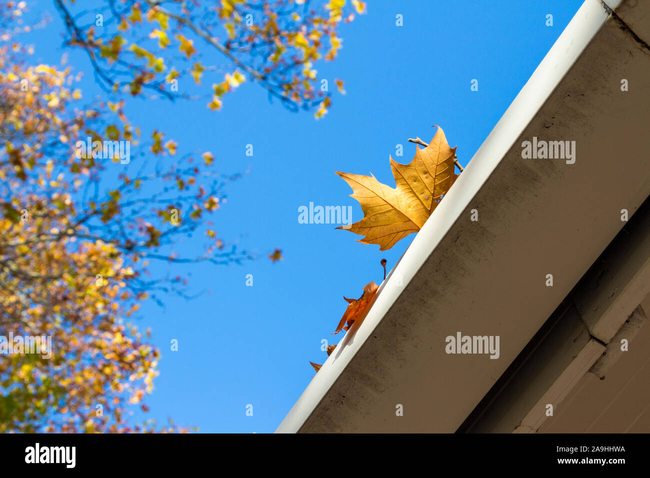 Feuille d'automne de Londres platane Platanus x acerifolia sur gouttière de toit tourné à partir de ci-dessous, Sopron, Hongrie Banque D'Images