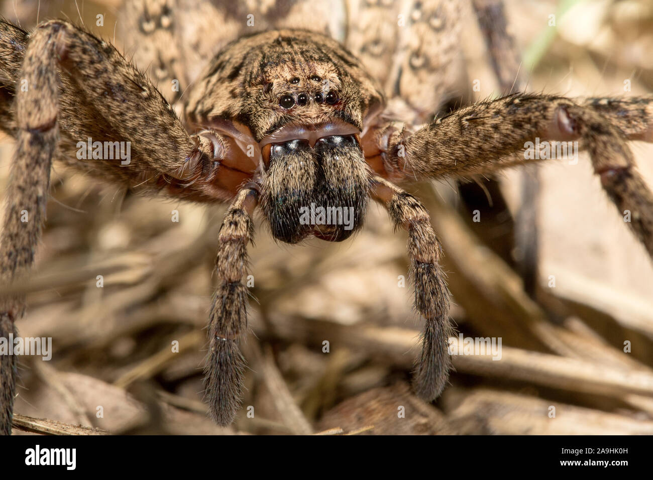 Close up of spider Huntsman Banque D'Images