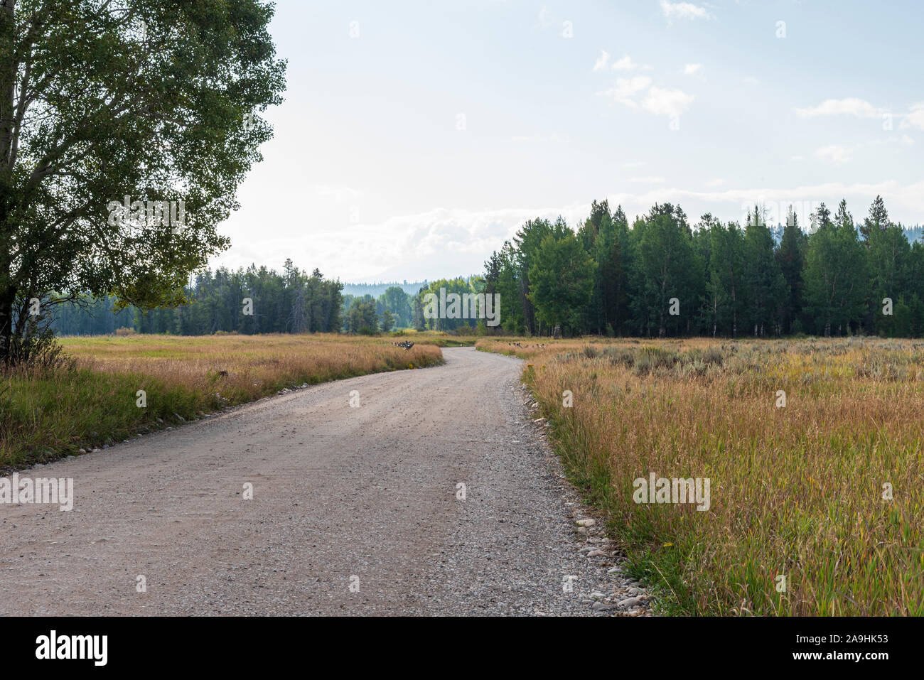 Route pittoresque de campagne menant à travers des champs herbeux vers la forêt de pins verts au-delà sous ciel voilé. Banque D'Images
