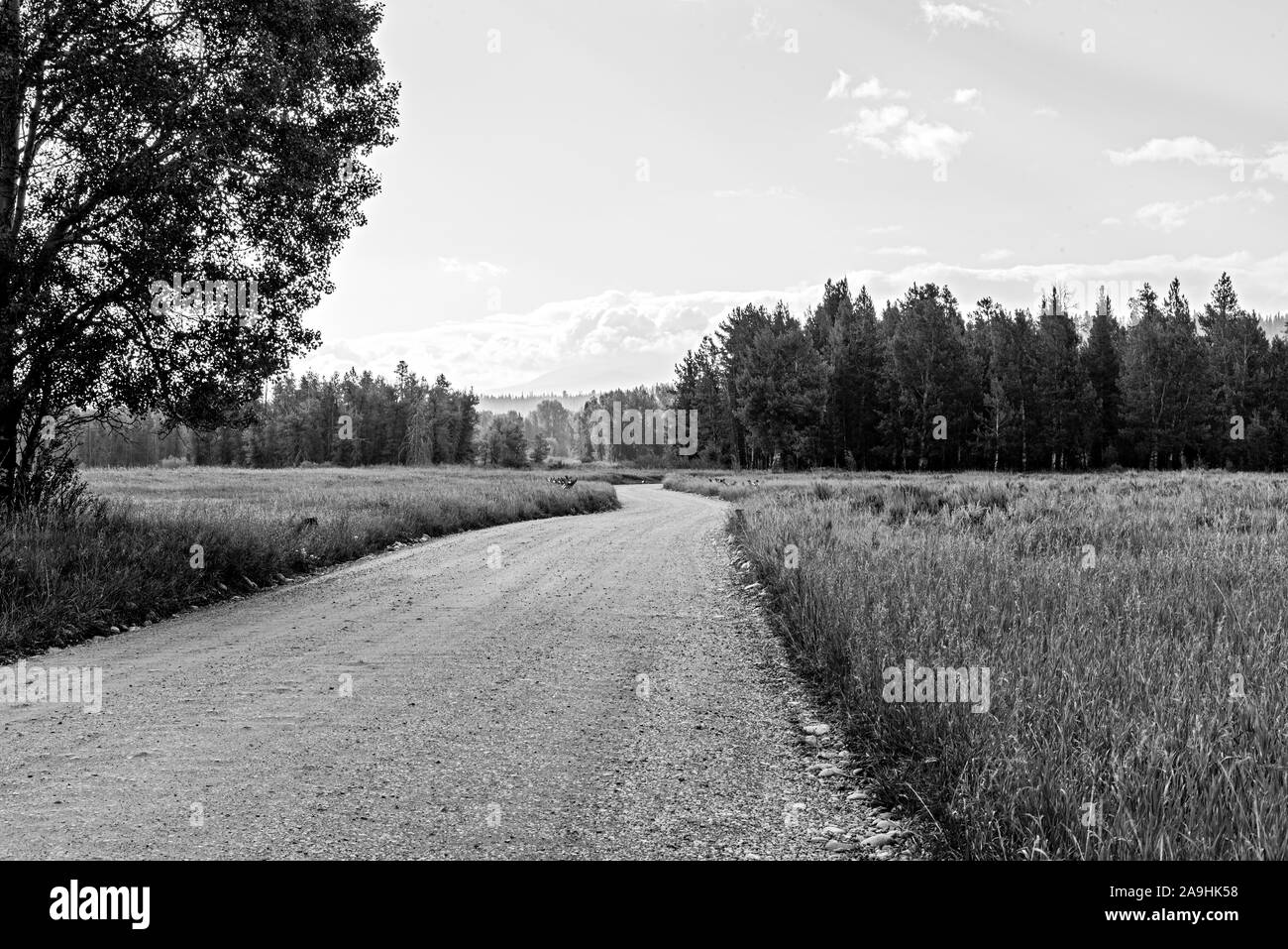 Route pittoresque de campagne menant à travers des champs herbeux vers la forêt de pins au-delà sous ciel voilé. Banque D'Images