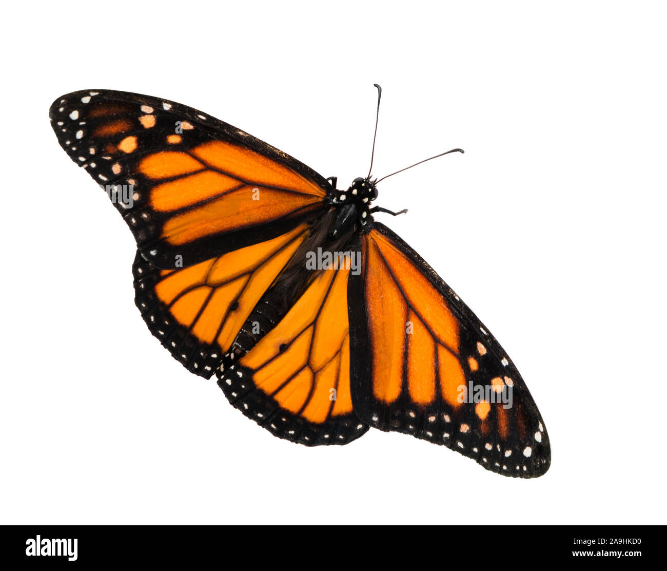 Papillon monarque danaus plexippus avec ailes déployées - sur un fond blanc Banque D'Images