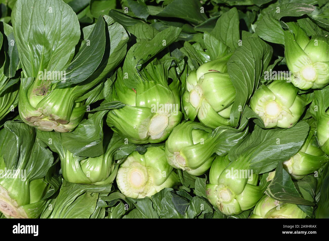 Brassica rapa chinensis, Pak Choi, un délicieux chou chinois Banque D'Images