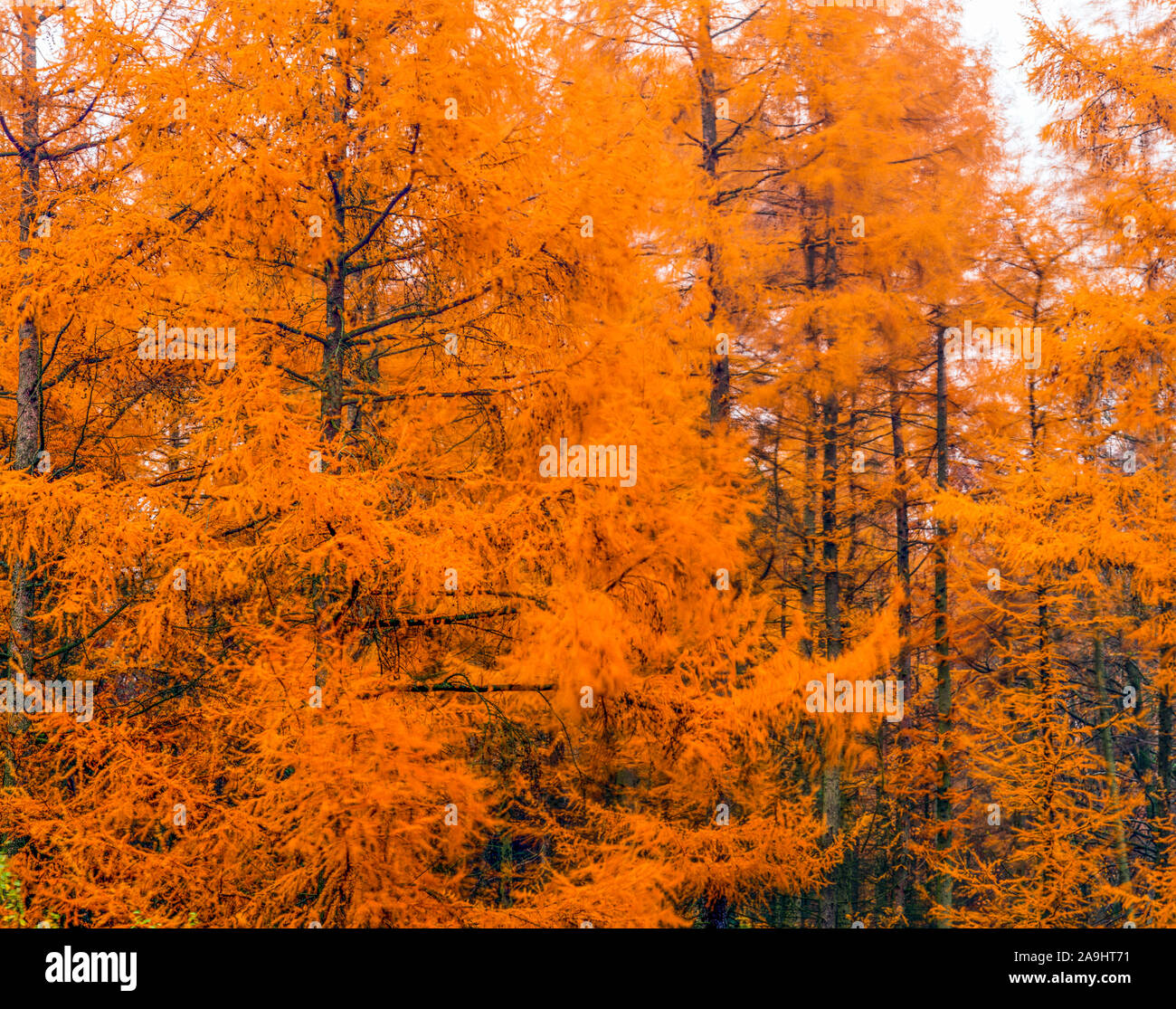 Mélèze arbres en automne, Parc Naturel Régional Normandie Maine, Normandie, France Banque D'Images