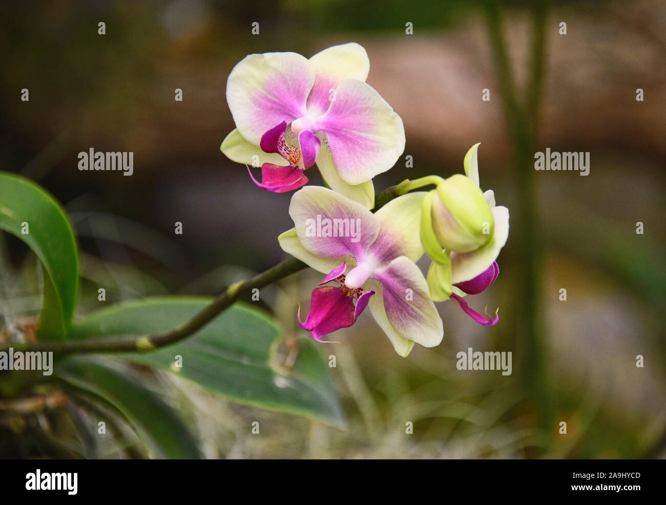 Belle orchidée au sol dans le Jardin botanique de Quito, Quito, Équateur Banque D'Images