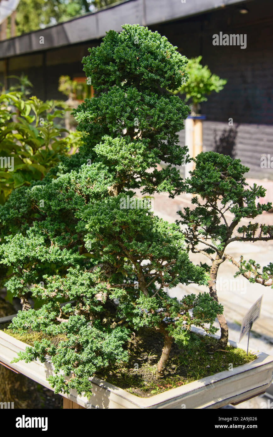 Bonsai arbre dans le Jardin botanique de Quito, Quito, Équateur Banque D'Images