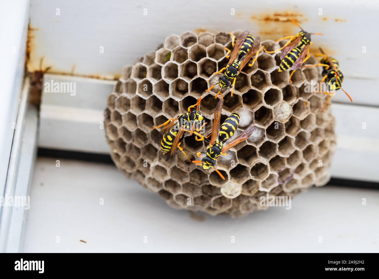 Yellow Jacket hornets debout sur leur ruche. Banque D'Images