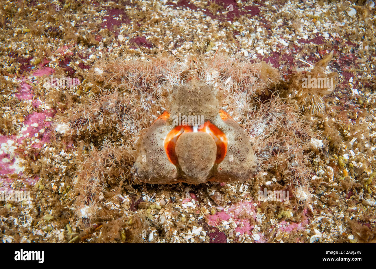 Coeur de crabe, crabe, flatspine ou Phyllolithodes papillosus triangle, Sechelt Inlet, en Colombie-Britannique, au Canada, l'Océan Pacifique Banque D'Images