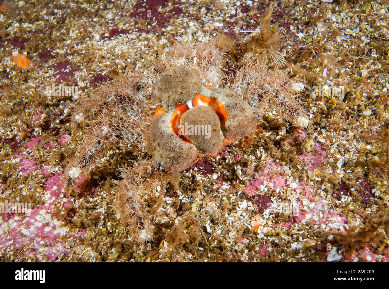 Coeur de crabe, crabe, flatspine ou Phyllolithodes papillosus triangle, Sechelt Inlet, en Colombie-Britannique, au Canada, l'Océan Pacifique Banque D'Images