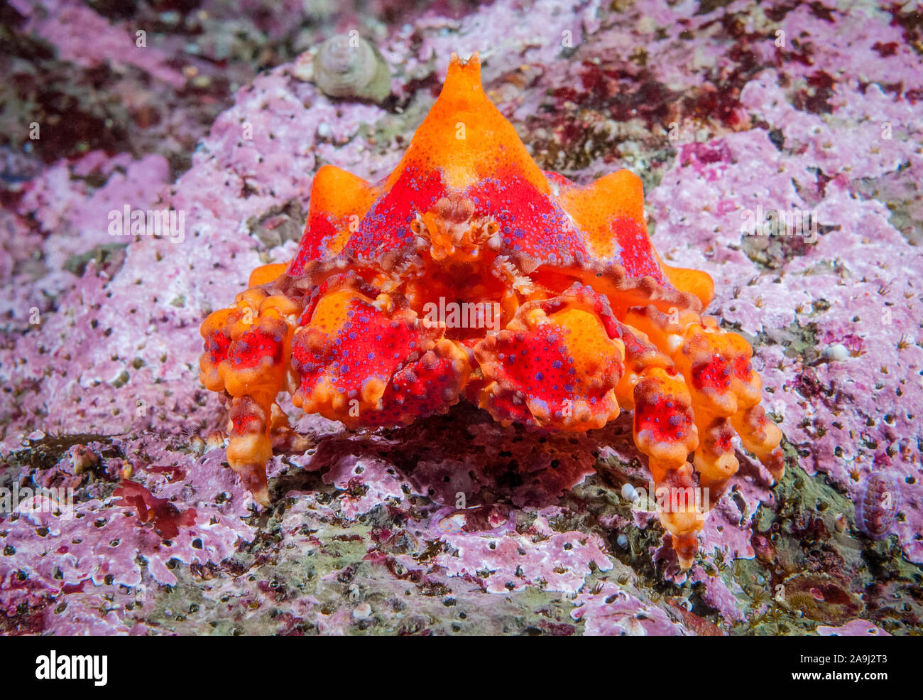 Puget Sound king crab Lopholithodes mandtii, juvénile, marcher sur les algues corallines filament incrustée, vers, Dodecaceria concharum, Browning Pass, Br Banque D'Images