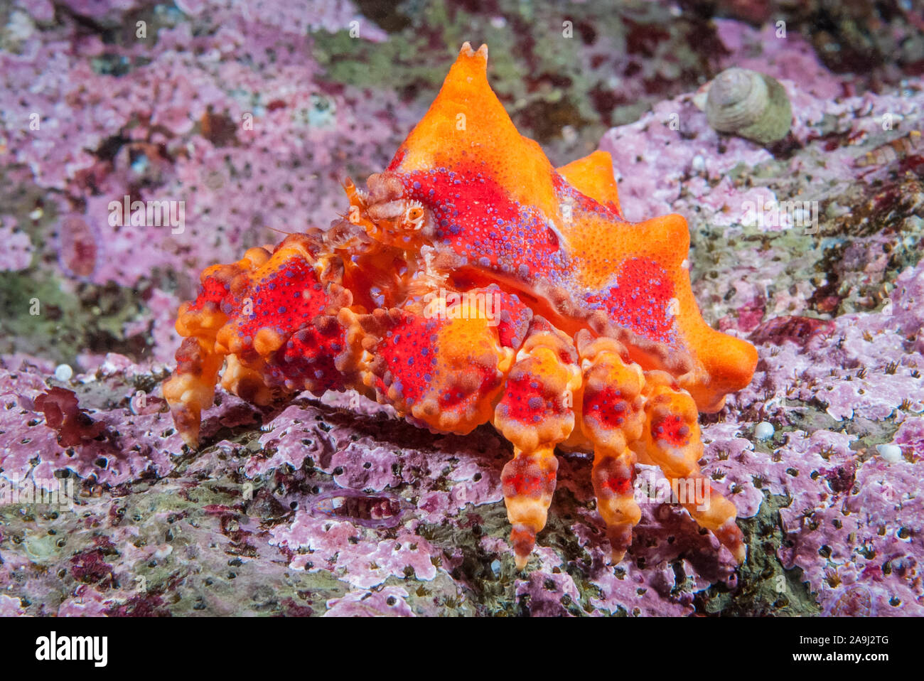 Puget Sound king crab Lopholithodes mandtii, juvénile, marcher sur les algues corallines filament incrustée, vers, Dodecaceria concharum, Browning Pass, Br Banque D'Images