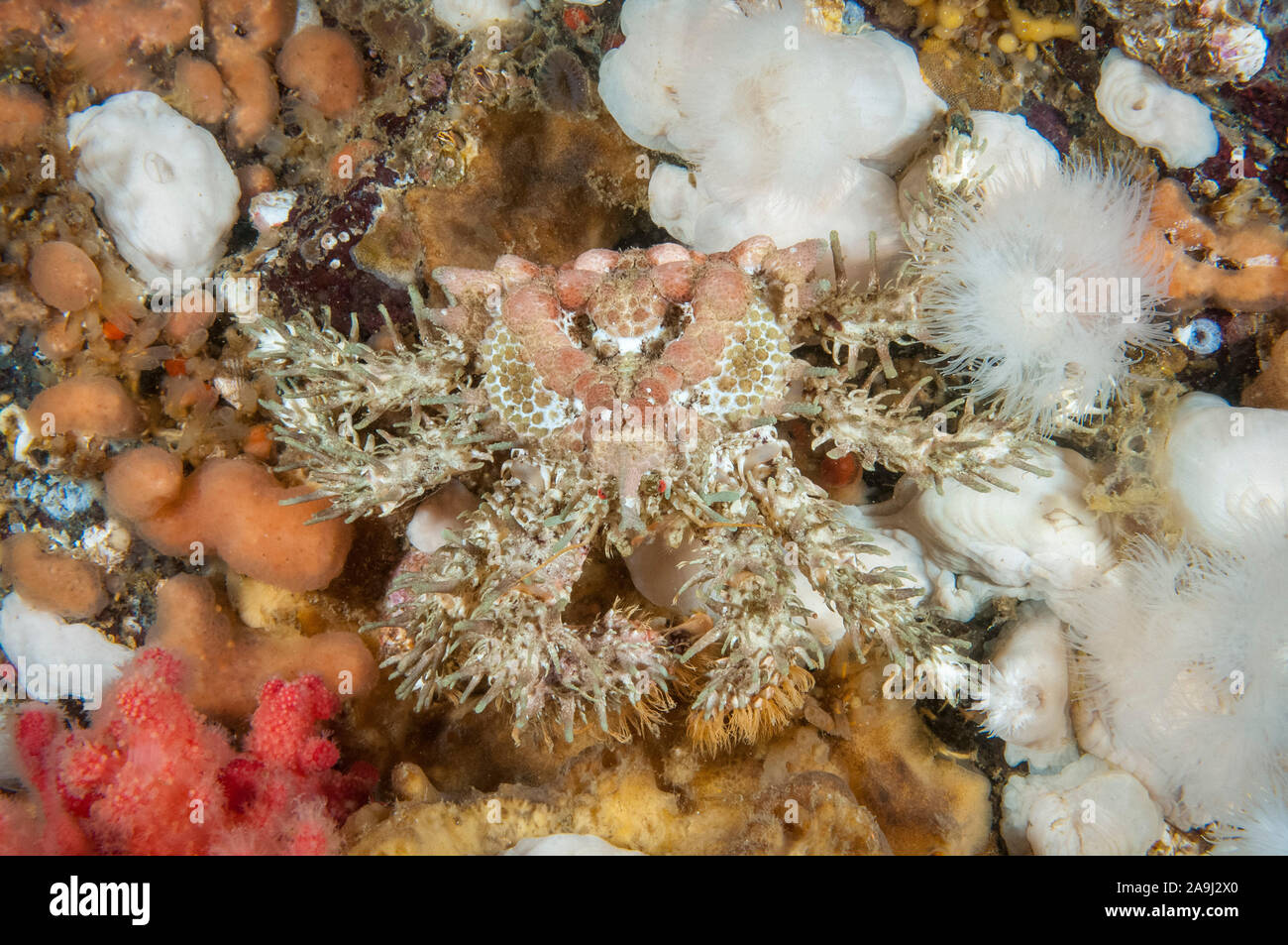 Crabe de rhinocéros, d'une balle de golf ou Rhinolithodes wosnessenskii, crabe, marche chez les éponges, anémones plumeuses, Metridium senile et rouge corail mou, Alcyoni Banque D'Images