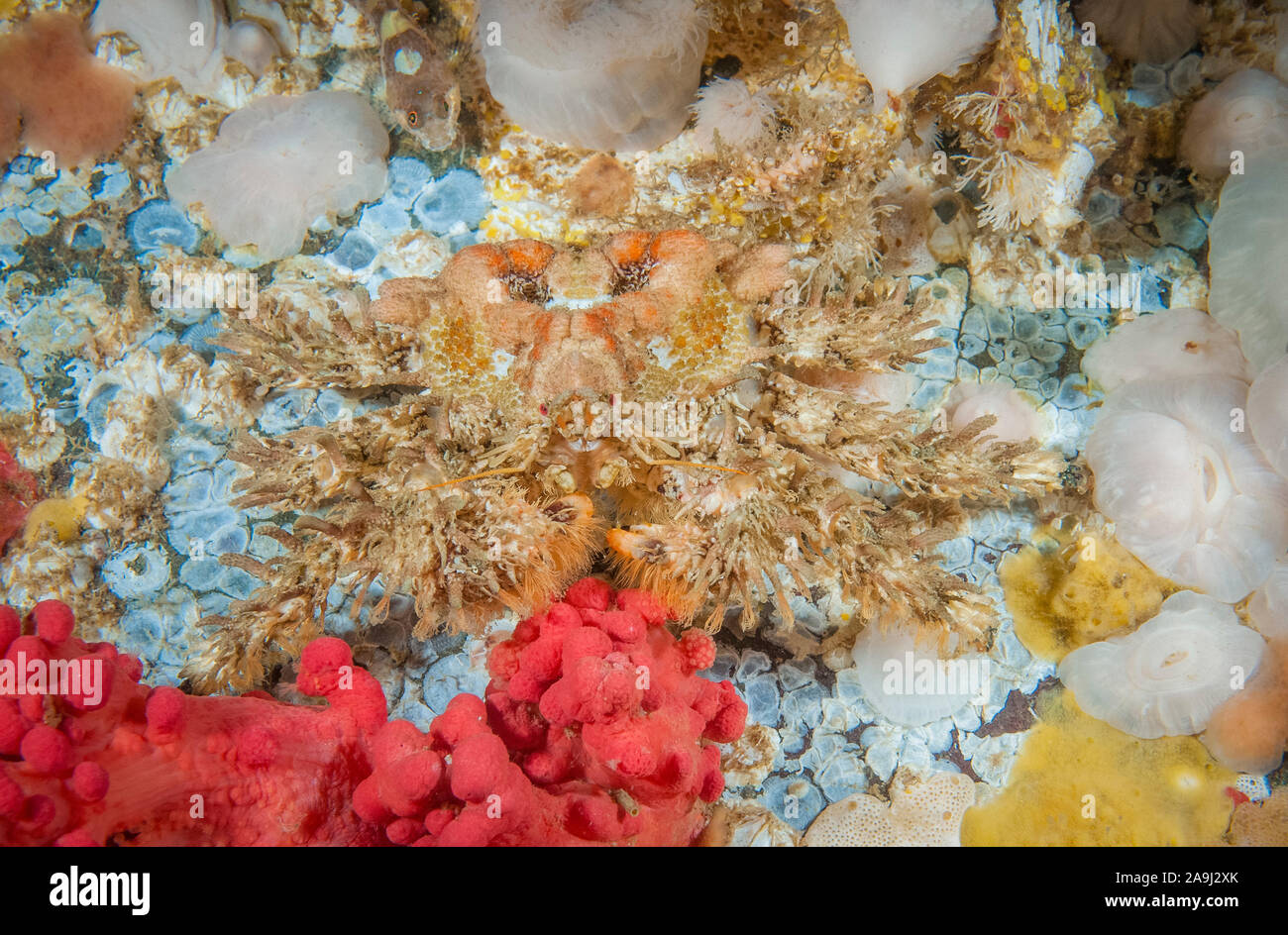 Crabe de rhinocéros, d'une balle de golf ou Rhinolithodes wosnessenskii, crabe, marchant sur les coquillages et les bases d'acorn baracles calcifiées, parmi les coraux mous, Alcy rouge Banque D'Images