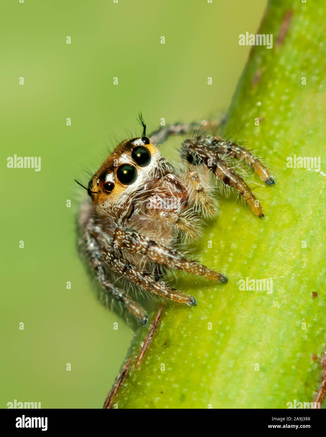 de-grands-yeux-lumineux-d-une-araign-e-sauteuse-sur-une-grosse-t-te