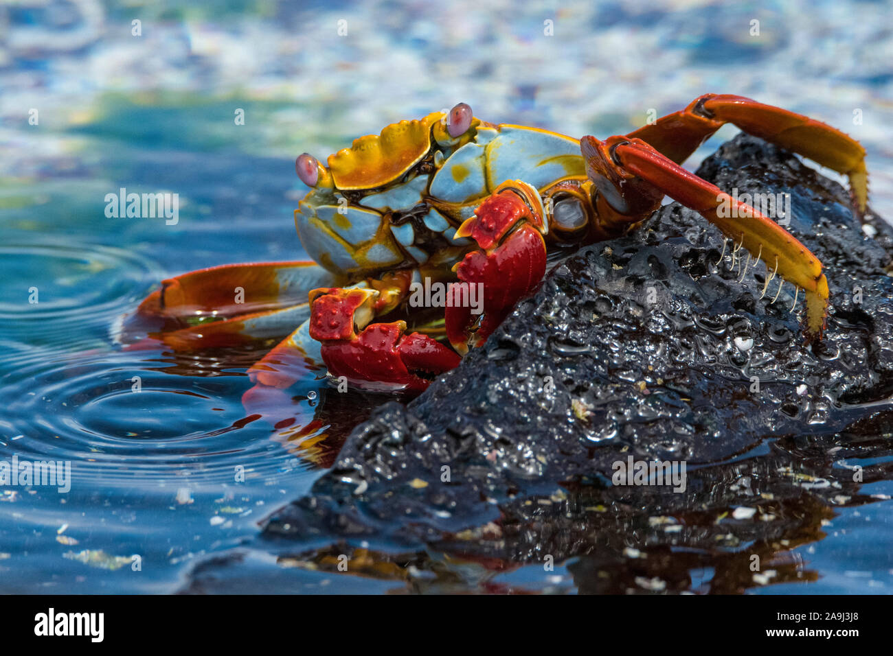 Crabe de red rock, ou crabe Sally Lightfoot, Grapsus grapsus, Isla Floreana, ou l'île de Floreana, Galapagos, Equateur Banque D'Images