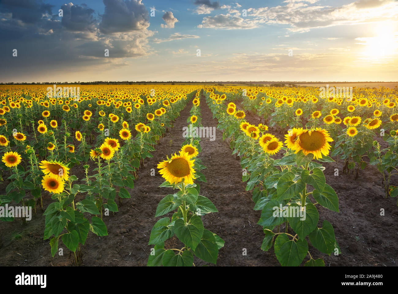 Champ de tournesols. Composition de la nature. Banque D'Images