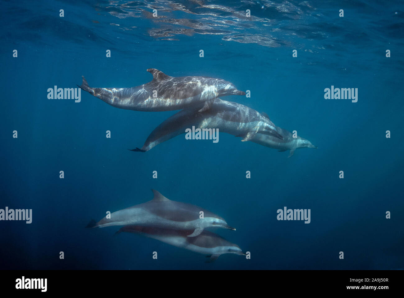 Les Dauphins tachetés pantropicaux, Stenella attenuata, Port St Johns, Côte Sauvage, Liège, le Transkei, Afrique du Sud, Afrique, Océan Indien Banque D'Images