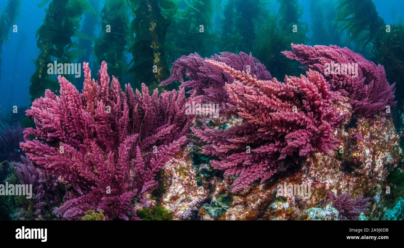 Pikeanum Callithamnion, algues marines rouges, croissant sur les récifs rocheux sous-marin ci-dessous forêt d'algues marines à l'île San Clemente. Banque D'Images