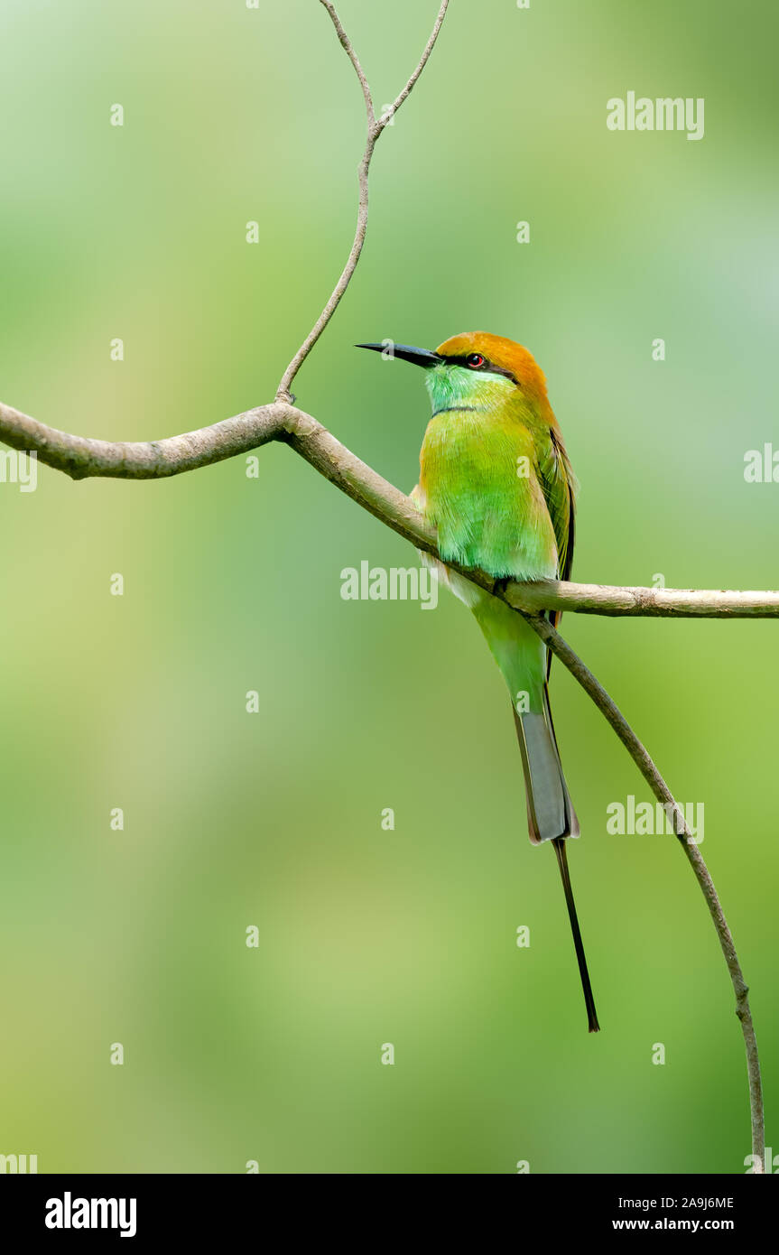 Un sérieux green bee eater assis tout seul sur un arbre perche. Banque D'Images