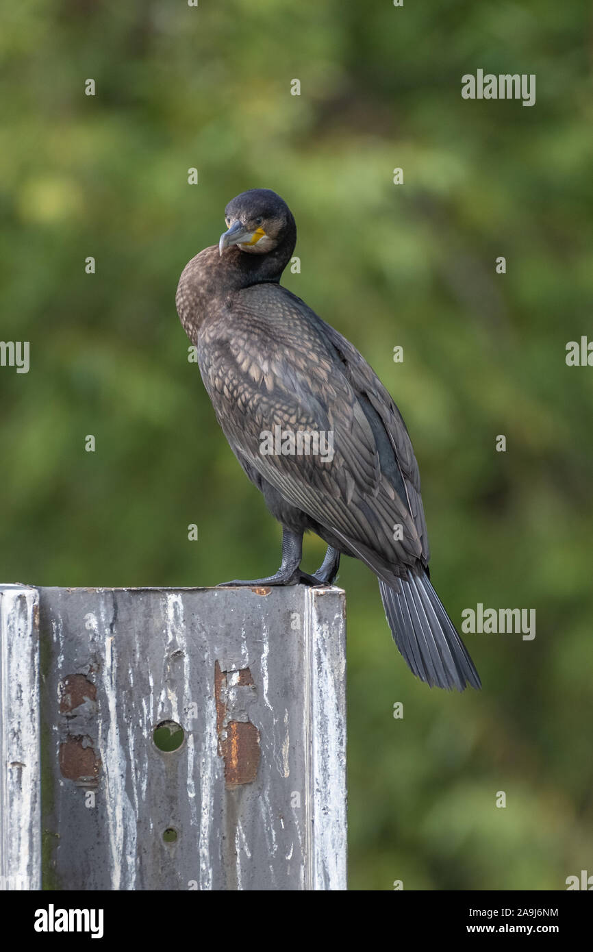 Grand Cormoran (Phalacrocorax carbo) Banque D'Images