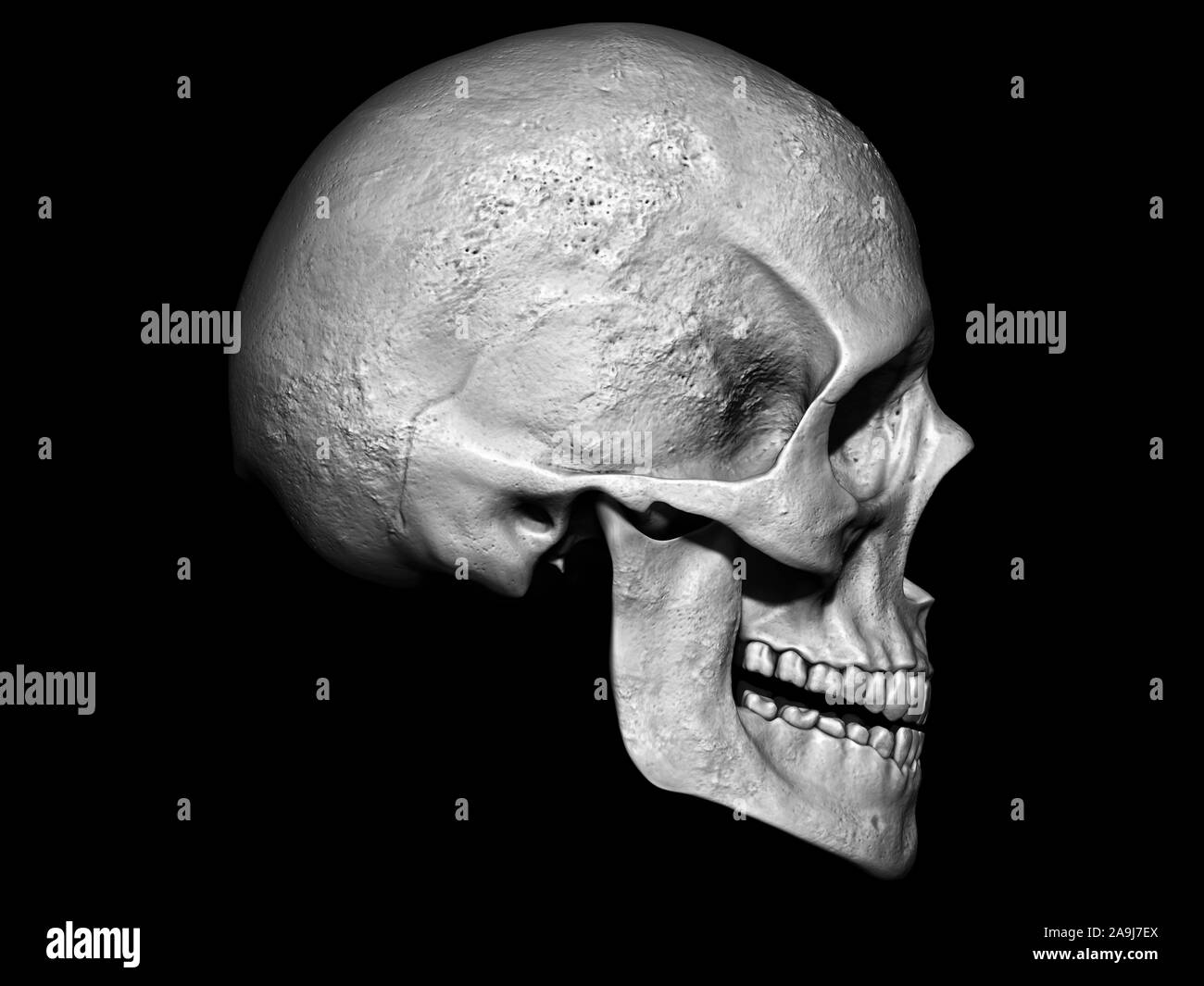 Fond isolé modèle crâne 3d illustration Vue de côté Banque D'Images