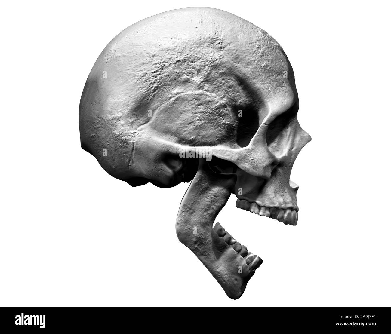 Fond isolé modèle crâne 3d illustration Vue de côté Banque D'Images