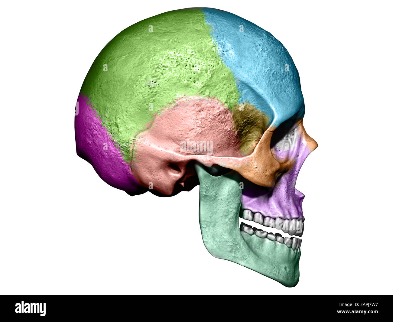 Fond isolé modèle crâne 3d illustration Vue de côté Banque D'Images