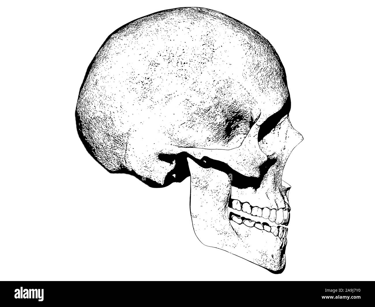 Crâne isolé en rendu 3d'arrière-plan Banque D'Images