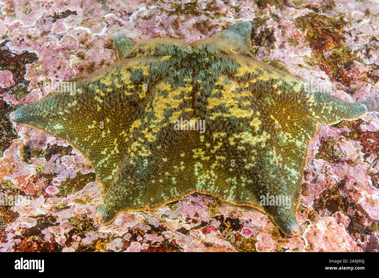Asterina miniata bat star, et de corallines encroûtantes, Barkley Sound, l'île de Vancouver, Colombie-Britannique, Canada, Océan Pacifique Banque D'Images