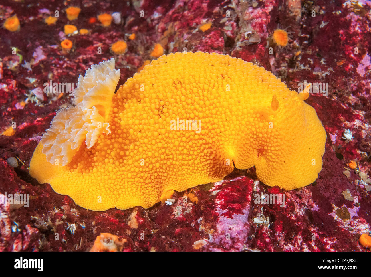 Mer noble citron, Peltodoris nobilis, Sechelt Inlet, en Colombie-Britannique, au Canada, l'Océan Pacifique Banque D'Images