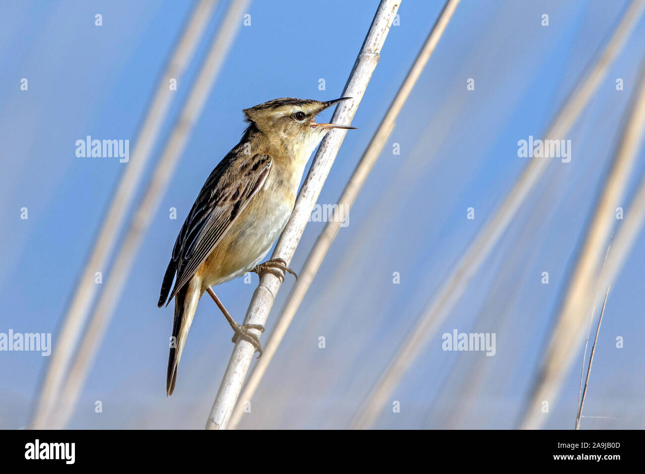 Schilfrohrsänger (Acrocephalus schoenobaenus) Banque D'Images