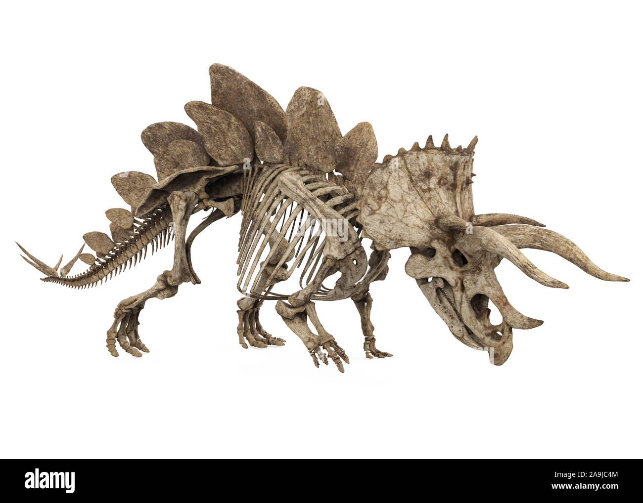 Squelette fossile de dinosaure isolé Stegoceratops Banque D'Images