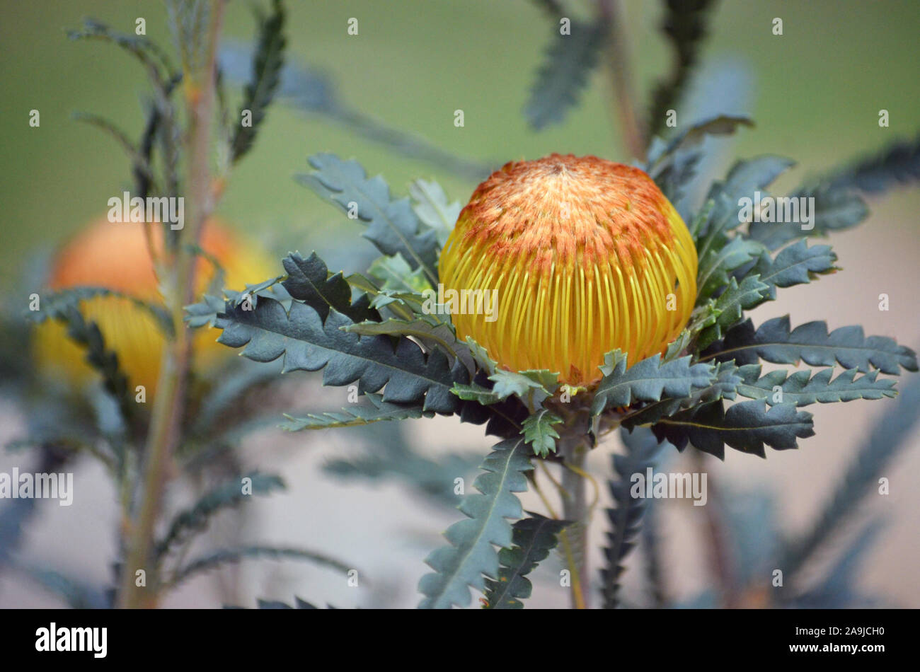 Natif d'Australie, Banksia fleurs voyantes Dryandra formosa, famille des Proteaceae. Endémique au sud-ouest de l'Australie occidentale. Anciennement connu sous le nom de Dryandra Banque D'Images