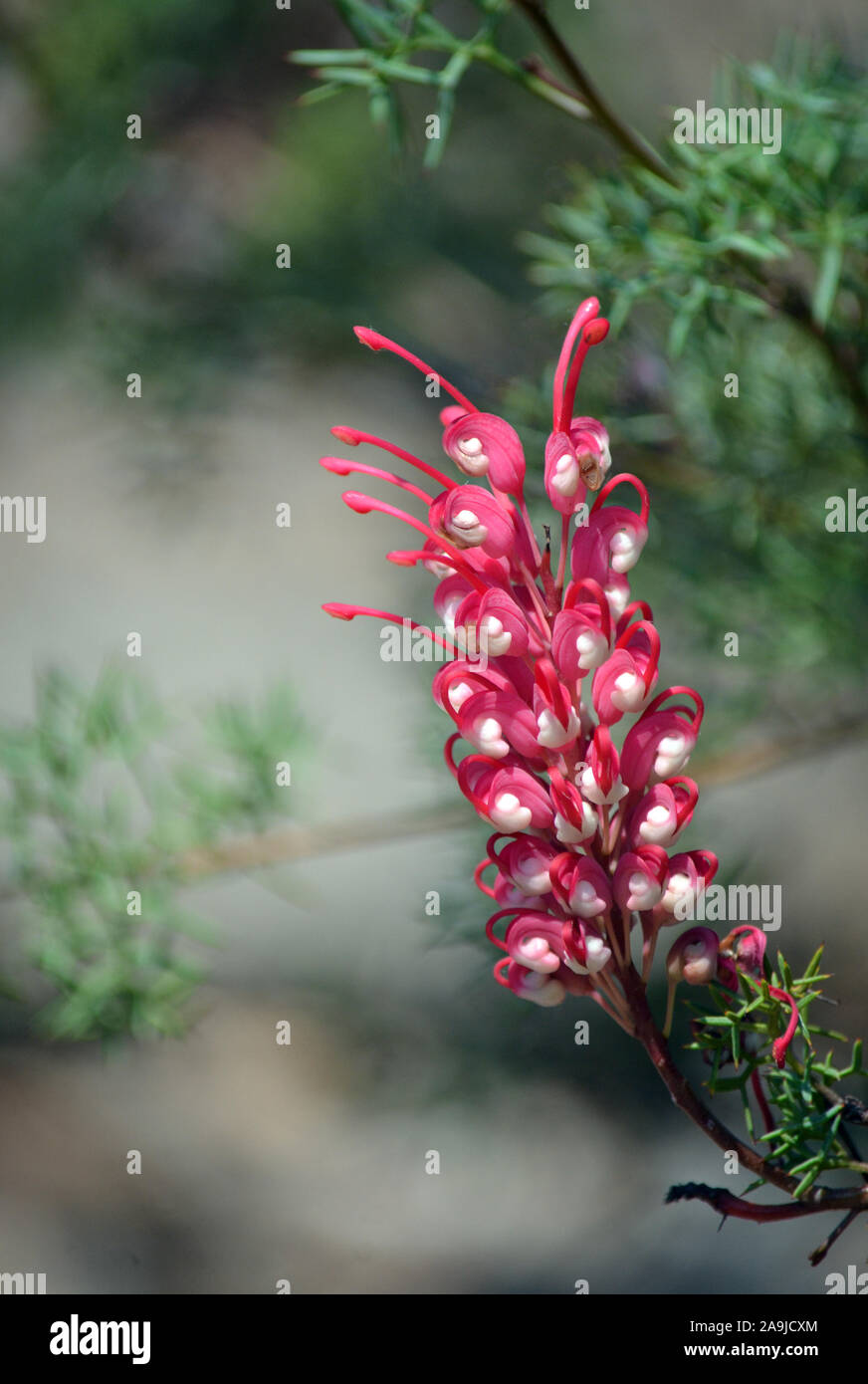 10 Graines De Grevillea Rouge - Fleurs Originales, Culture Facile - Parfait Pour Jardin Ou Bonsaï