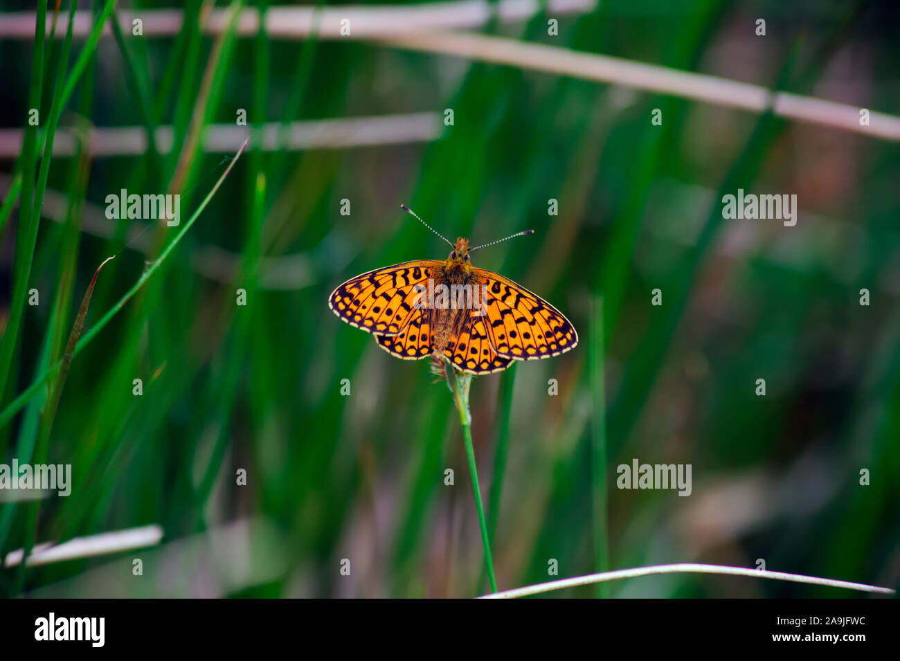 Petite perle-bordé fritillary - Boloria selene Banque D'Images