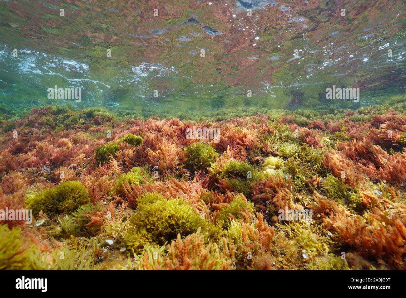 Les algues brunes et rouges ci-dessous sous la surface de l'eau, mer Méditerranée, Costa Brava, Catalogne, Espagne Banque D'Images