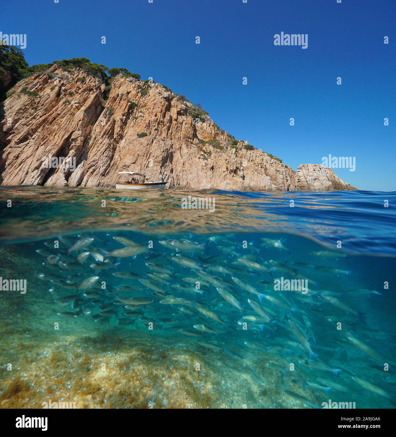 Côte Rocheuse avec un banc de mulet, poisson sous l'Espagne, en mer Méditerranée, Costa Brava, split voir plus de sous la surface de l'eau, Palafrugell, Catalogne Banque D'Images