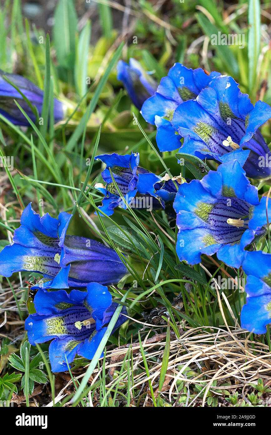 Enzian-staengelloser (Gentiana acaulis) Banque D'Images