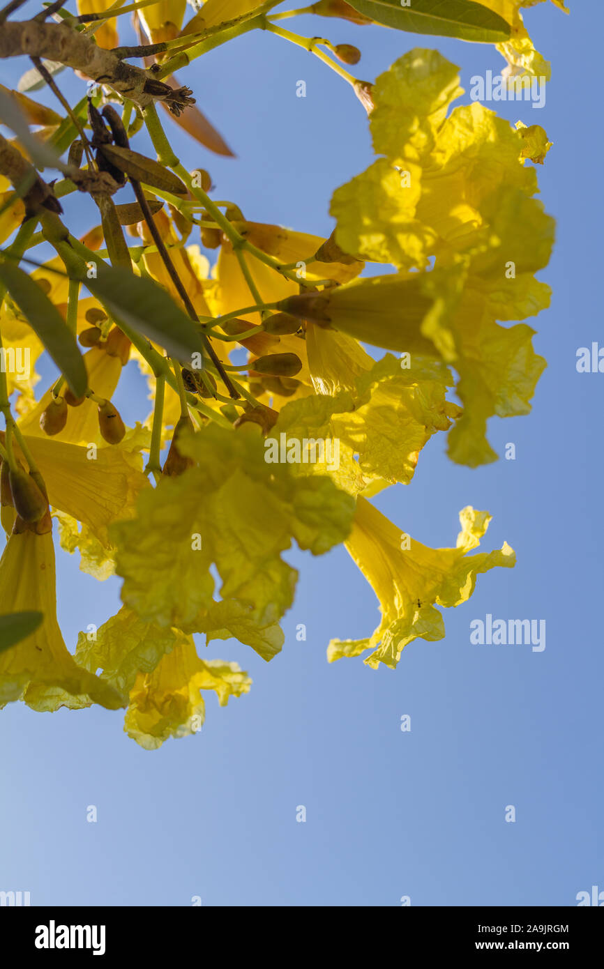 Handroanthus chrysotrichus de fleurs jaunes ou trompette d'or arbre. Bali, Indonésie. Avec l'espace. Banque D'Images