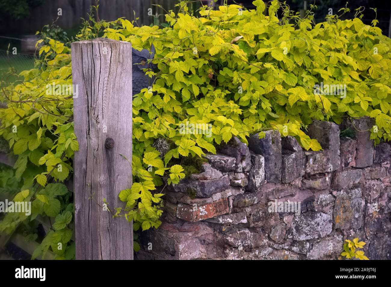 Humulus lupulus 'Aureus' AGM Banque D'Images