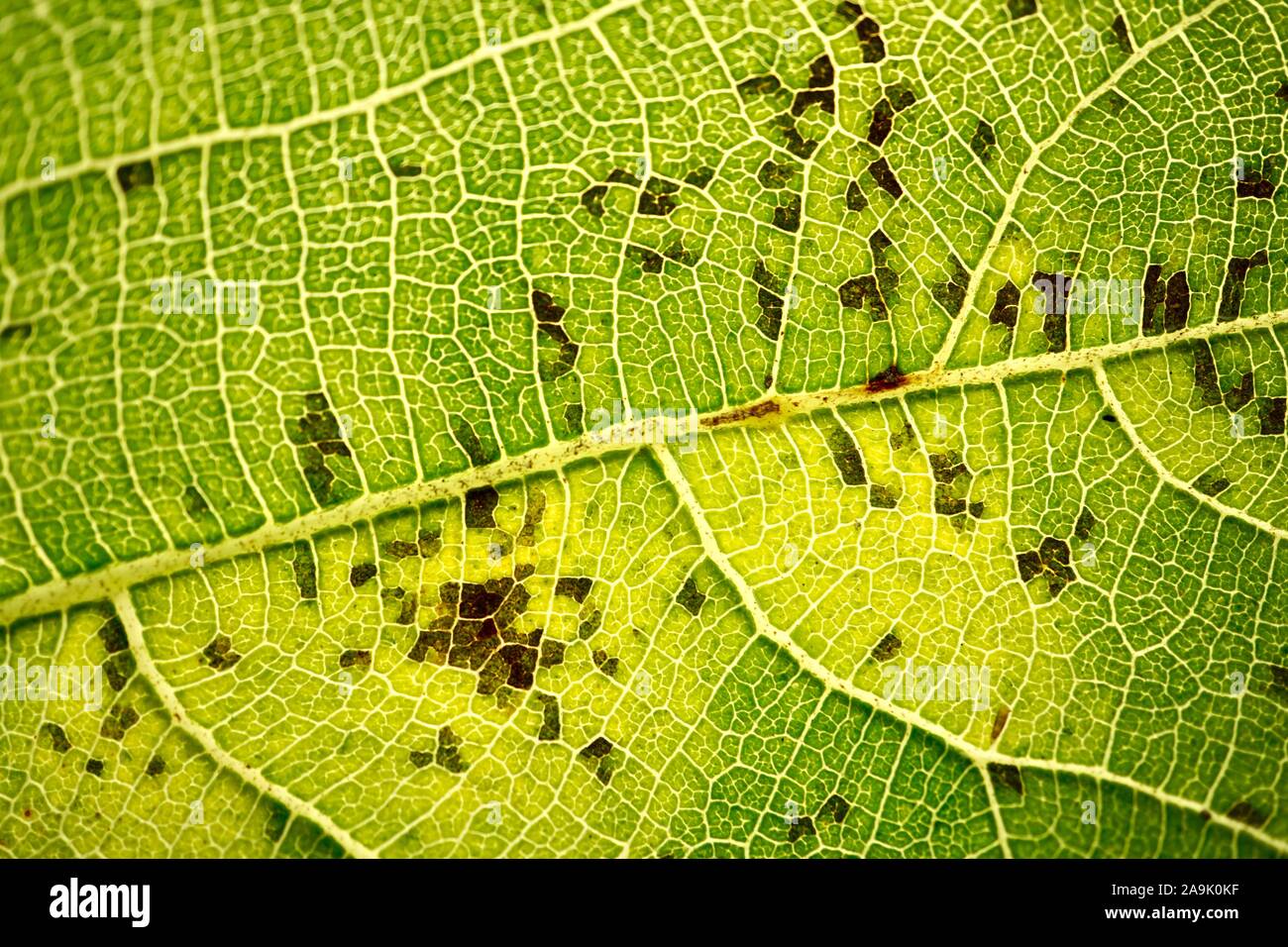 Nervures des feuilles vert abstract background Banque D'Images